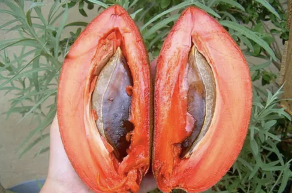 Sapota Extract