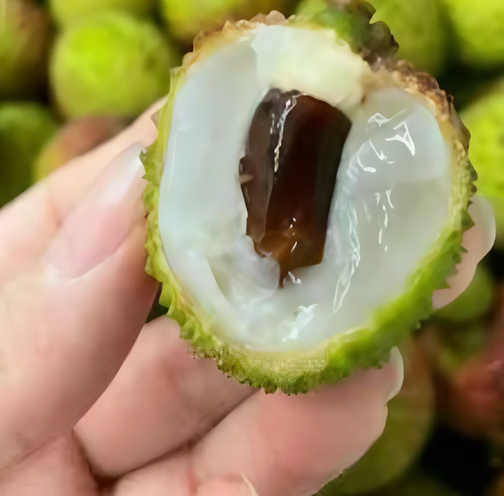 Lychee Concentrate